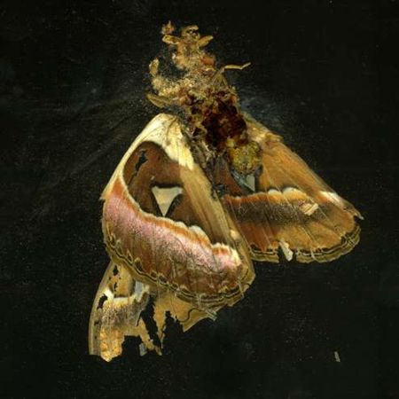 Matth Collishaw
